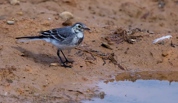 Pied Wagtail