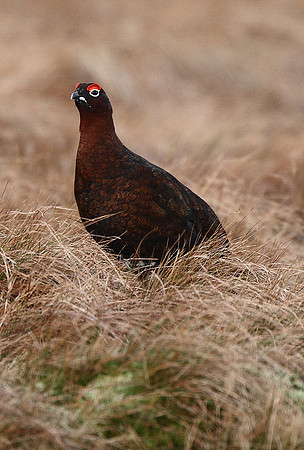 Red Grouse