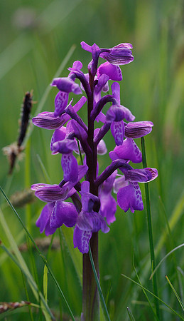 Green-winged Orchid