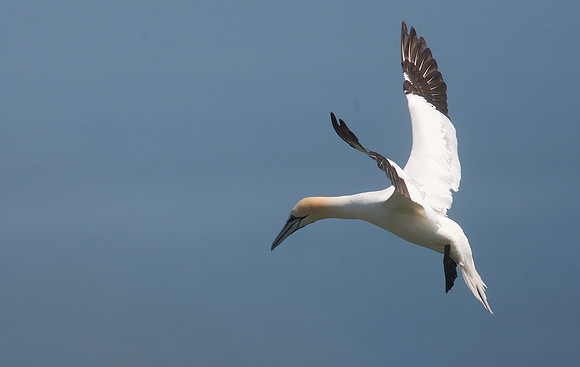 Gannet