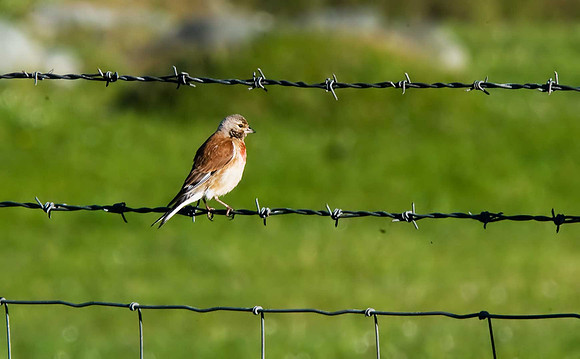 Linnet
