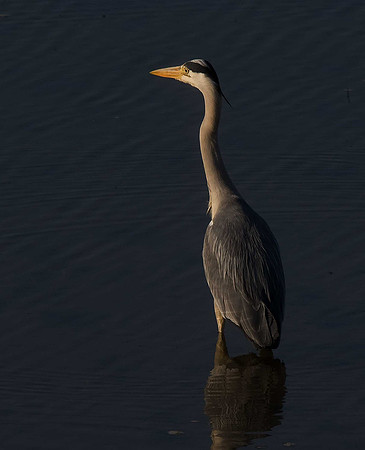 Heron