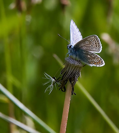 Common Blue