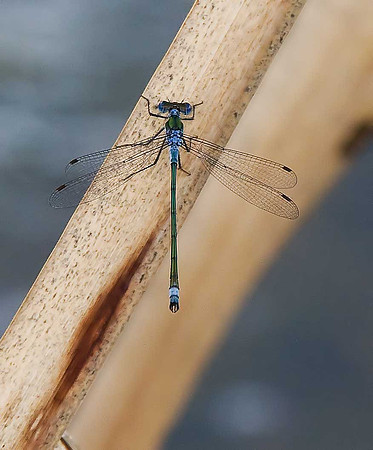 Emerald Damselfly