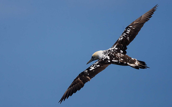Gannet