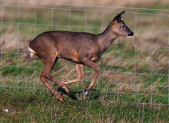 Roe Deer