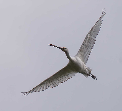 Spoonbill