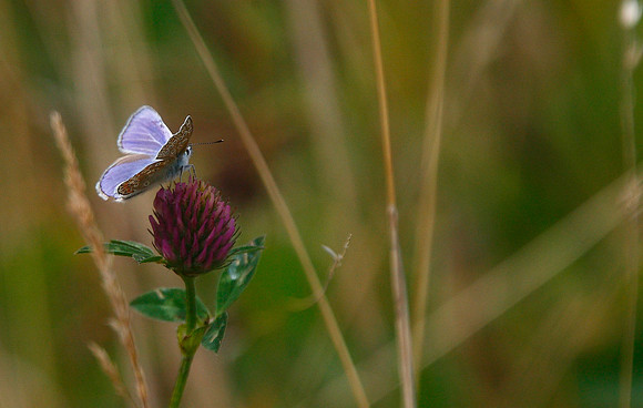 Common blue