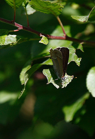 Purple Hairstreak