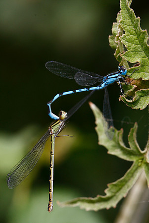Common Blue Damselfly