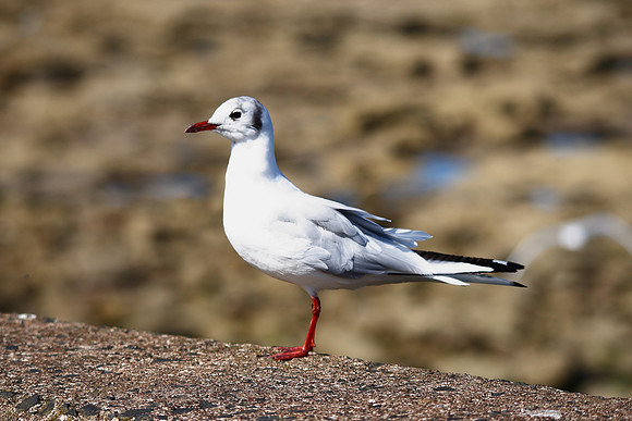 Black-headed Gull