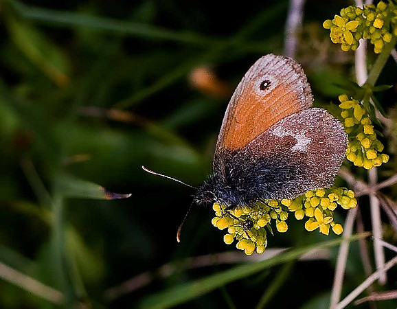 Meadow Brown