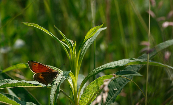 Meadow Brown