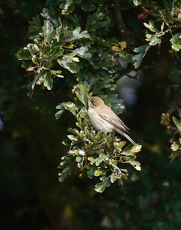 Chiffchaff