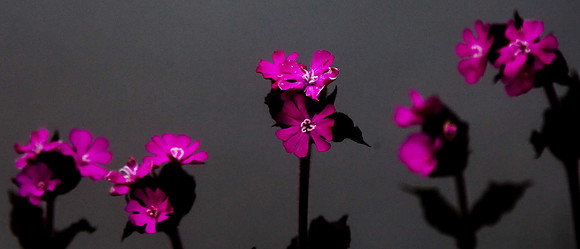 Red Campion Silene dioicia