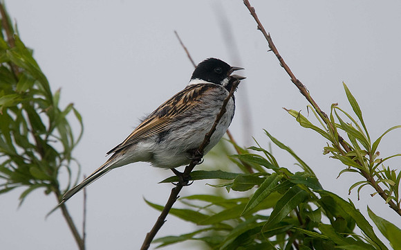 Reed Bunting