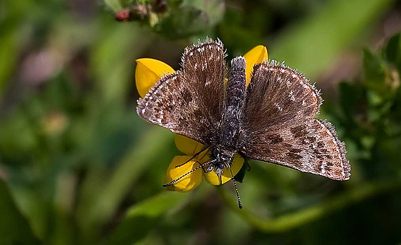 Dingy Skipper