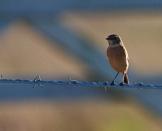 Stonechat