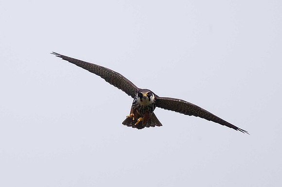 Hobby