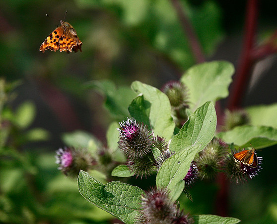 Comma & Small Skipper