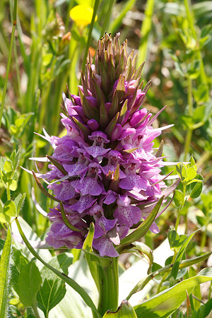 Southern Marsh Orchid
