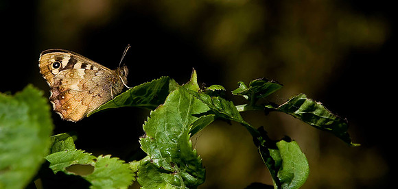 Speckled Wood