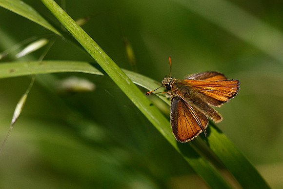 Small Skipper