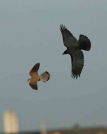Kestrel