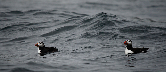 Puffin