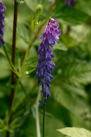 Vicia cracca