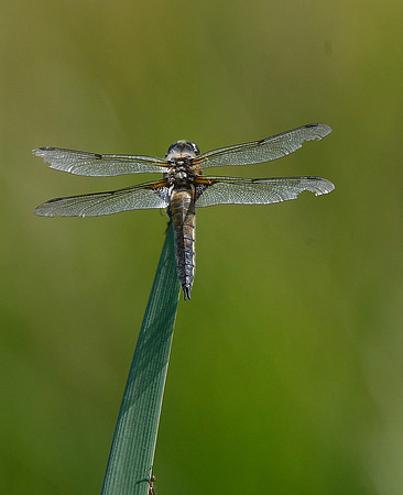 Four-spotted Chaser