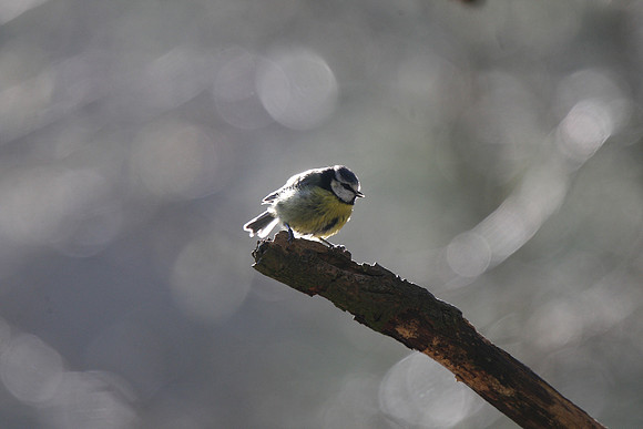 Blue Tit