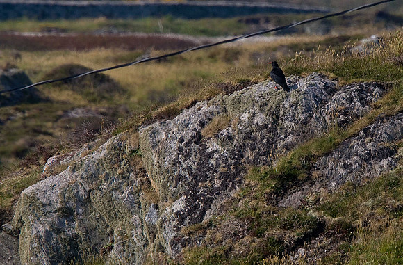 Chough