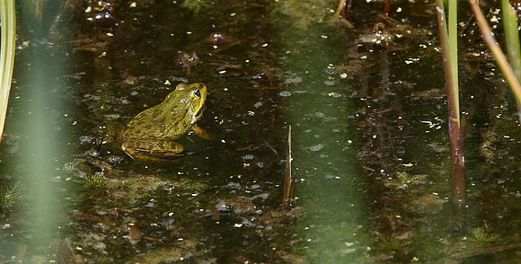 Marsh Frog