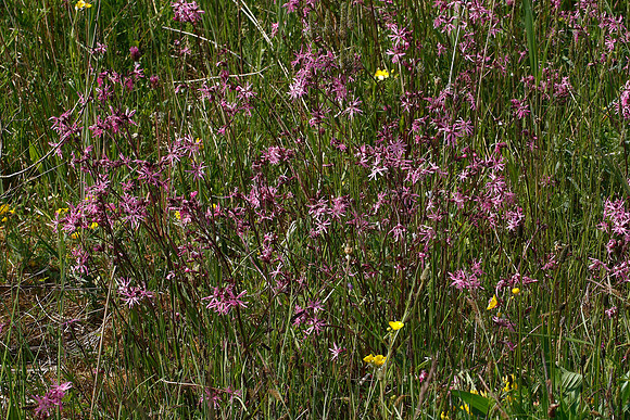 Ragged Robin