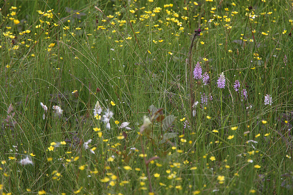 Common Spotted Orchid, Cod Beck reservoir, north end