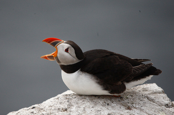 Puffin