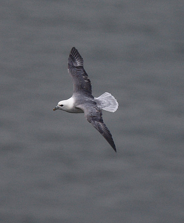 Fulmar