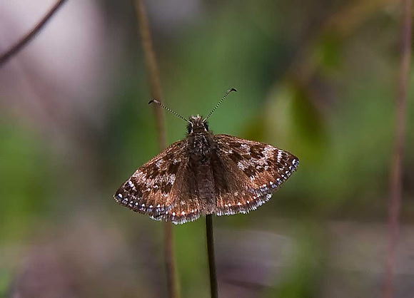 Dingy Skipper