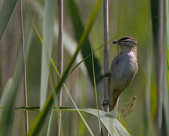 Sedge Warbler