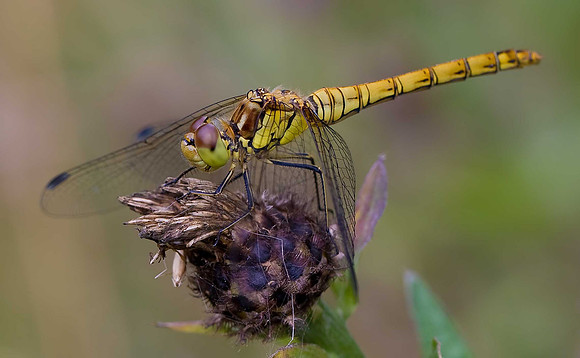 Common Darter