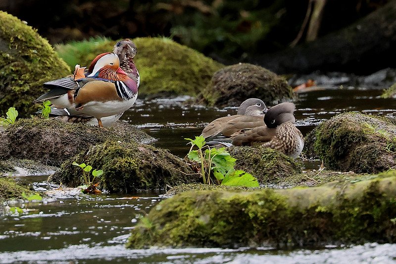 Mandrin Drake Zenfolio | Chris Downes' Focus on Birds | 14th to 22nd October 2026