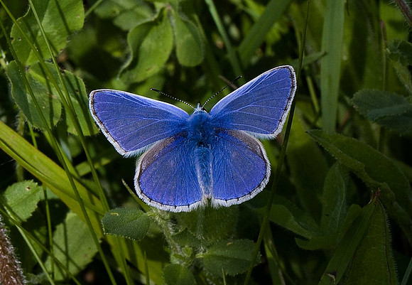 Common Blue