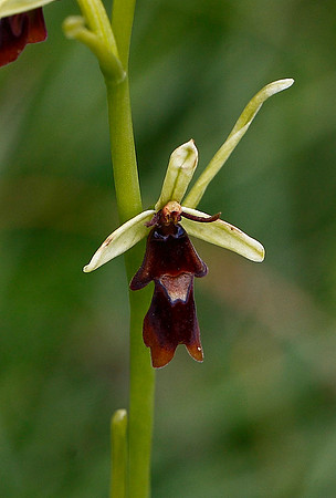Fly Orchid