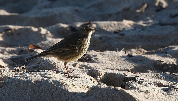 Rock Pipit
