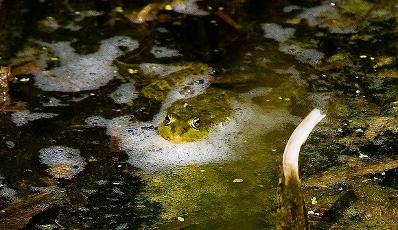 Marsh Frog