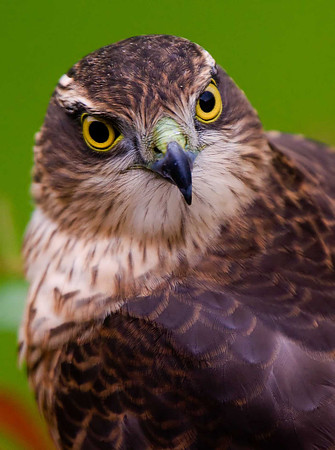 Sparrowhawk