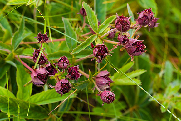 Marsh Cinquefoil. Unst