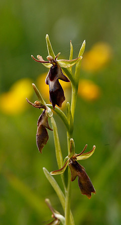 Fly Orchid