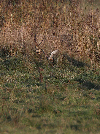 Kestrels